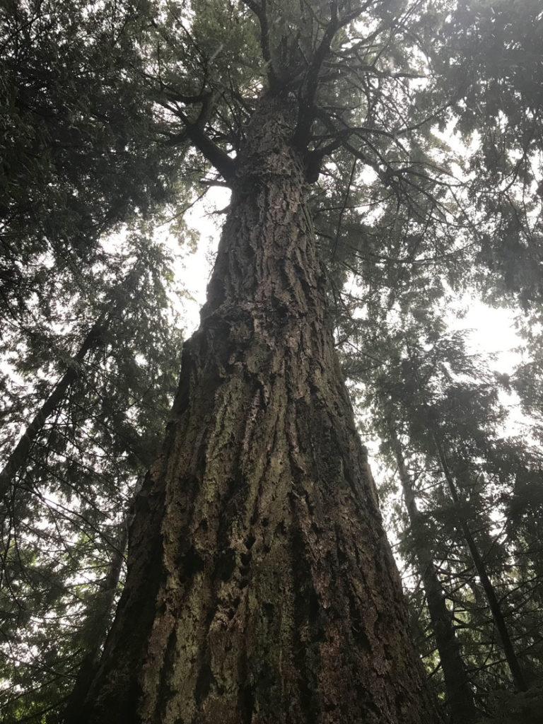 big tree 01
