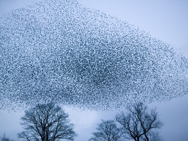 birds perform aerial acrobatics in unison